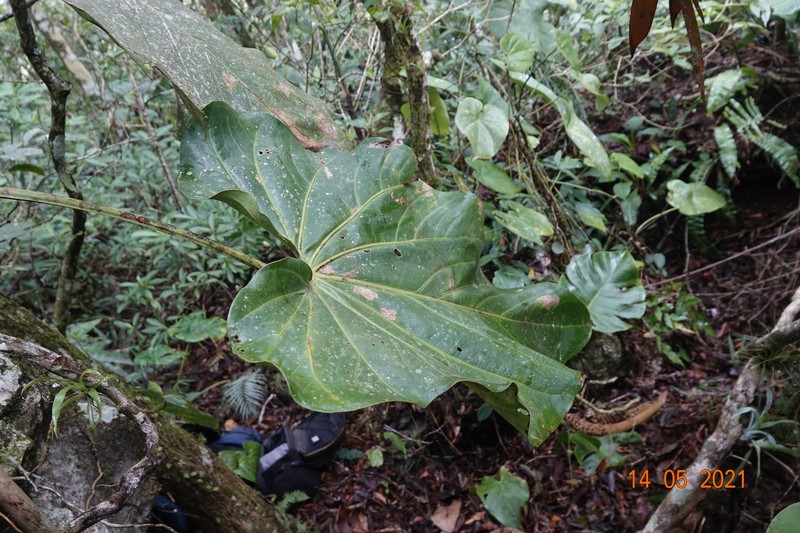Anthurium faustomirandae photo 8