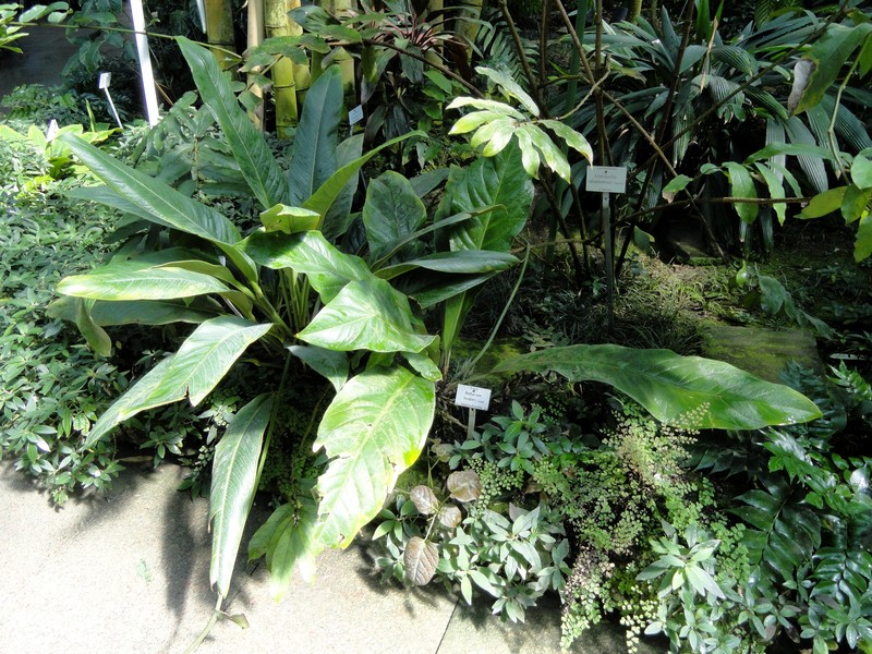 Anthurium fendleri