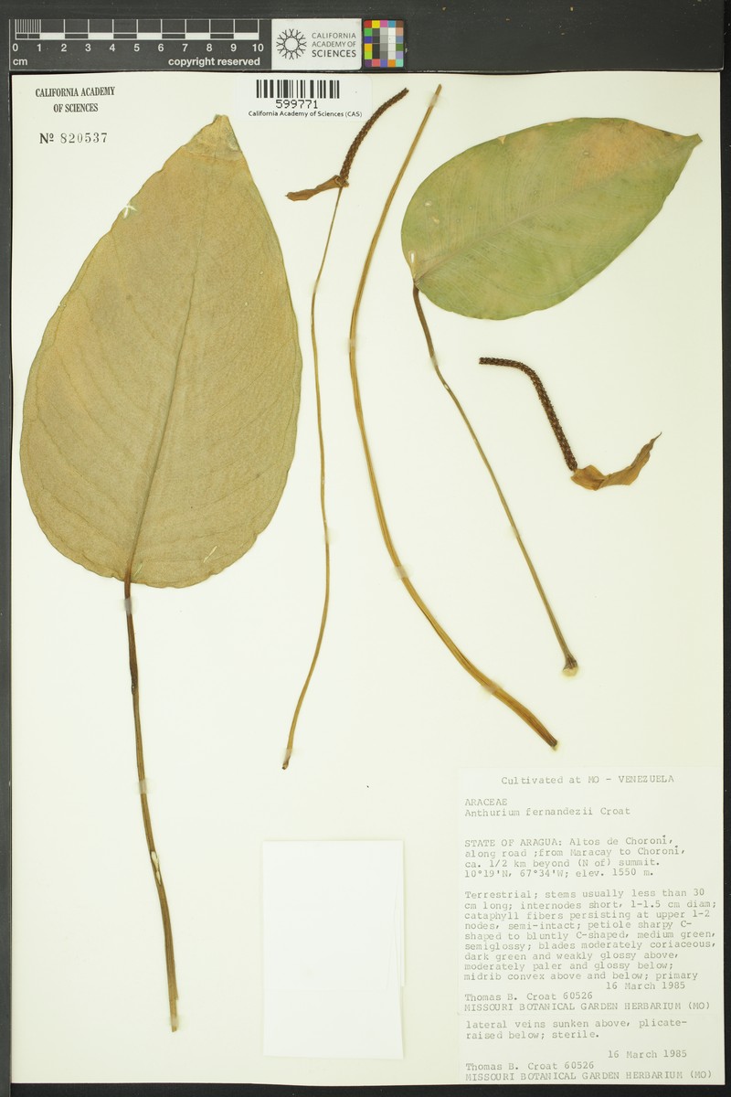 Anthurium fernandezii
