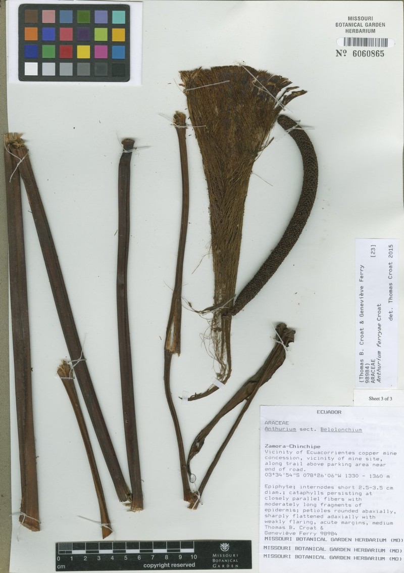 Anthurium ferryae