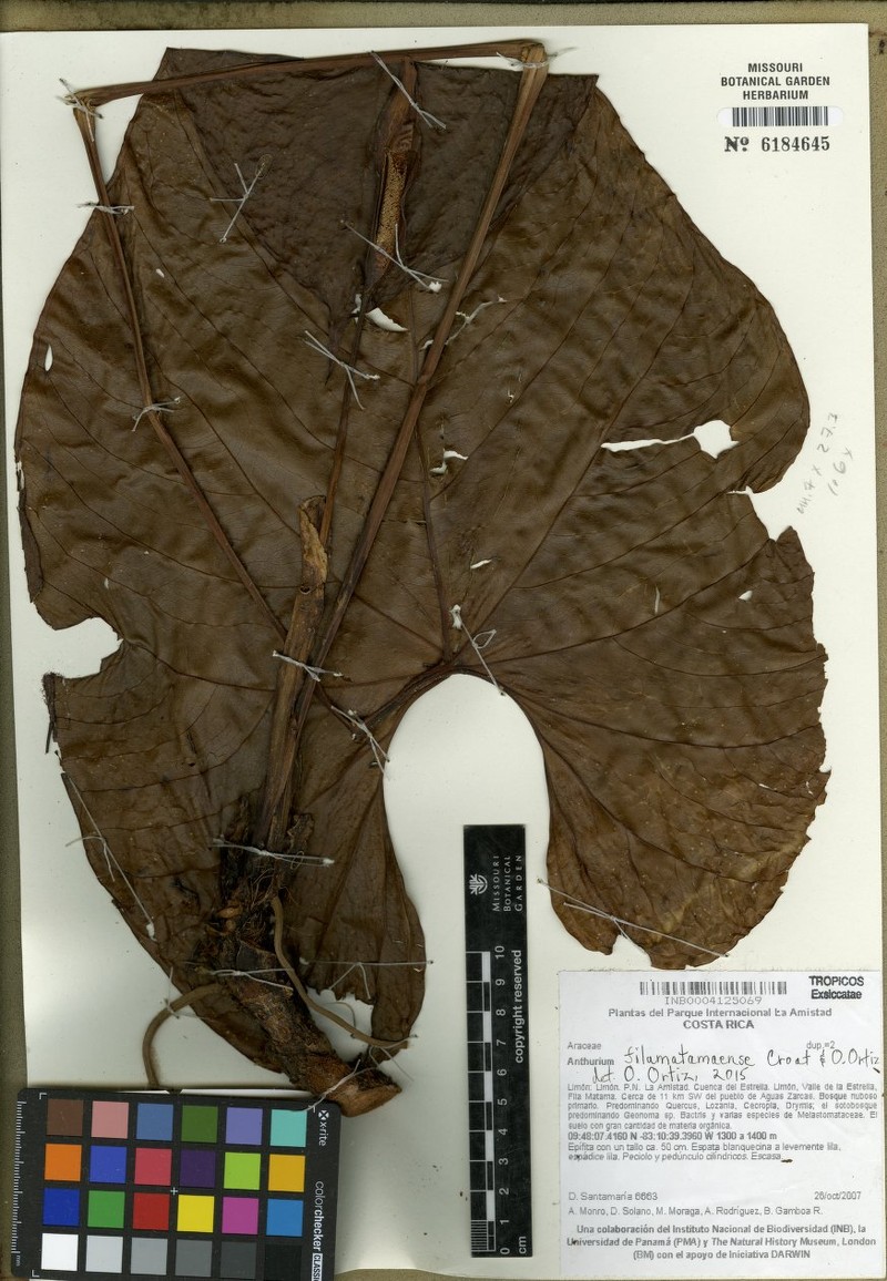 Anthurium filamatamaense
