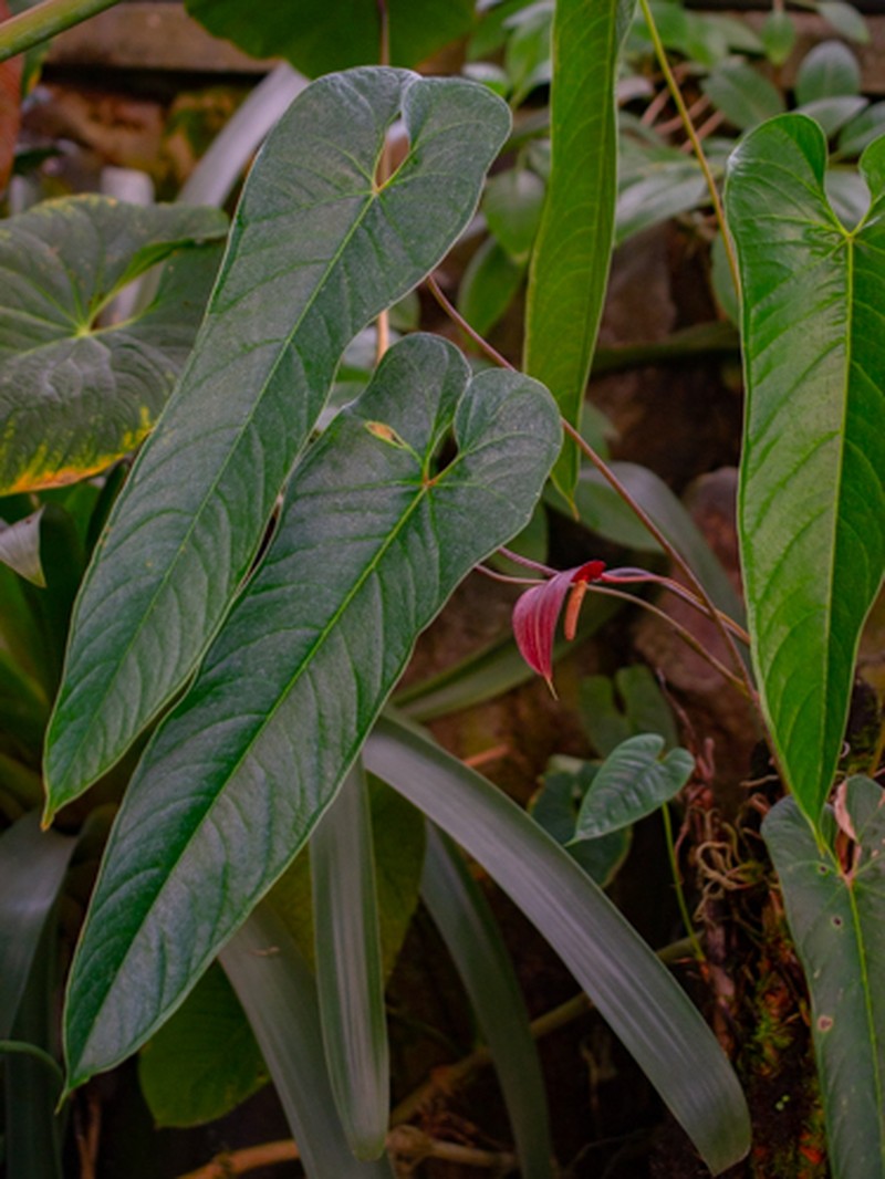 Anthurium flavolineatum photo 2