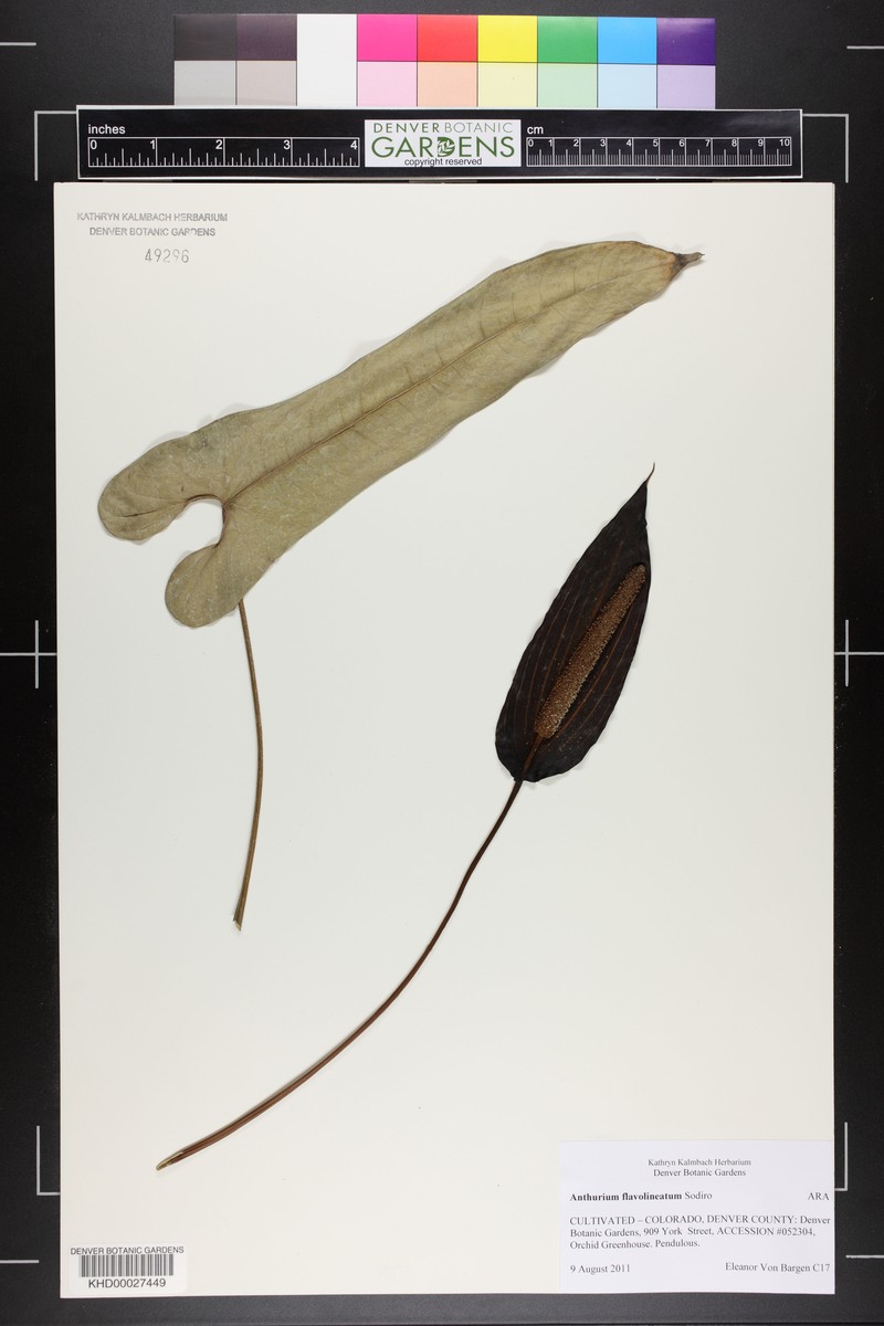 Anthurium flavolineatum photo 3