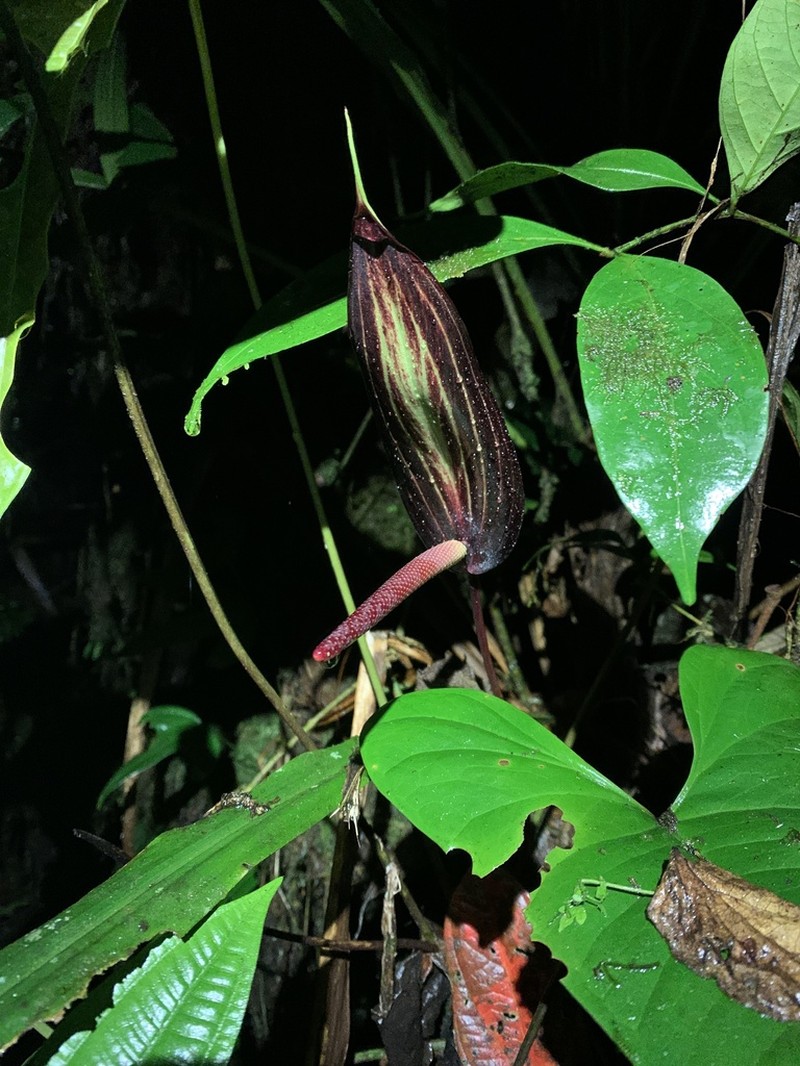 Anthurium flavolineatum