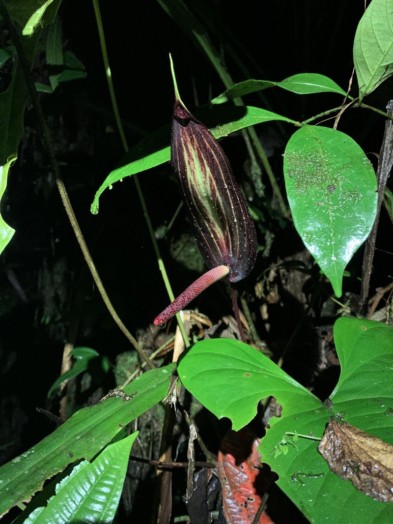 Anthurium flavolineatum photo 4
