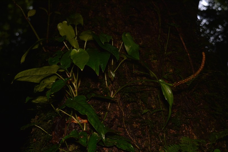 Anthurium flexile
