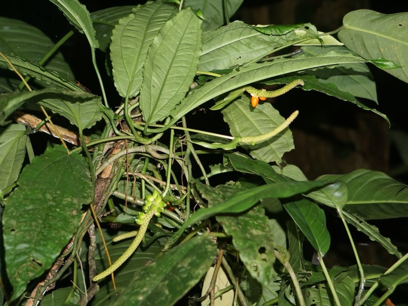 Anthurium flexile photo 2
