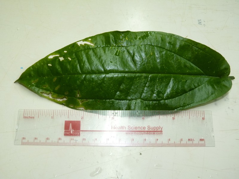 Anthurium flexile photo 4