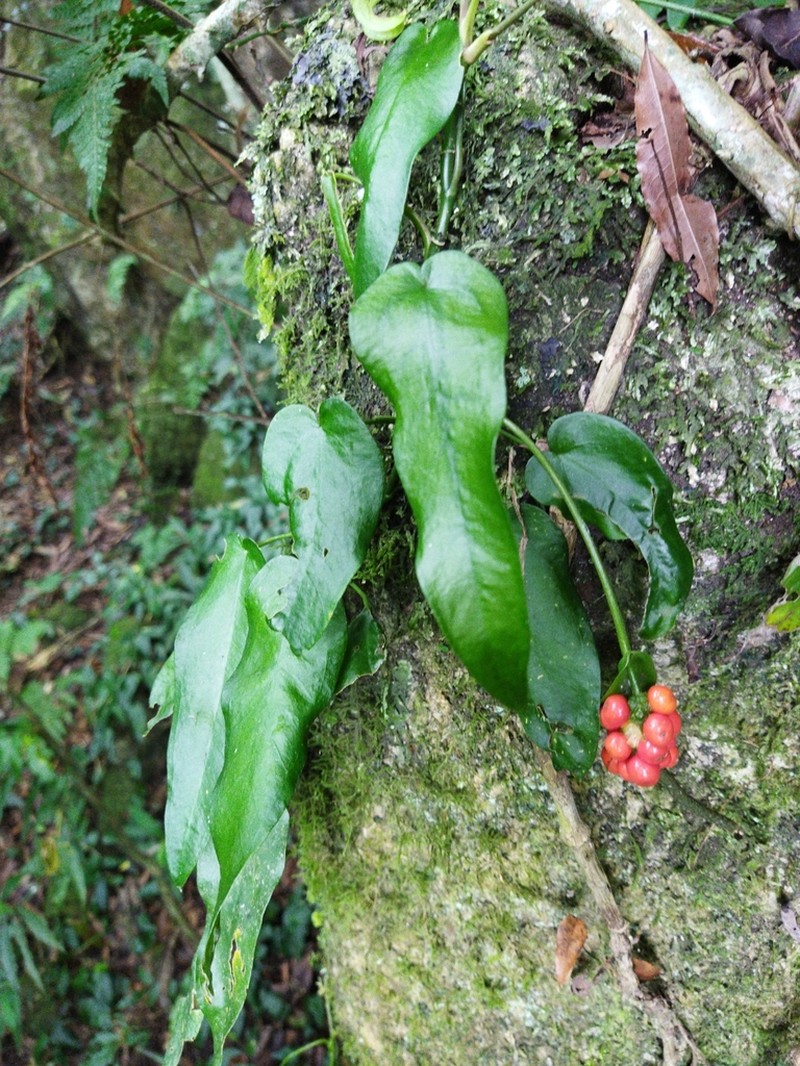 Anthurium flexile photo 5