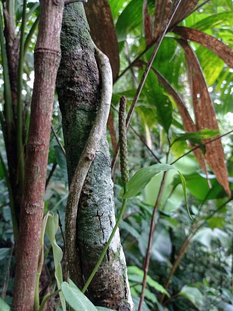 Anthurium flexile photo 6