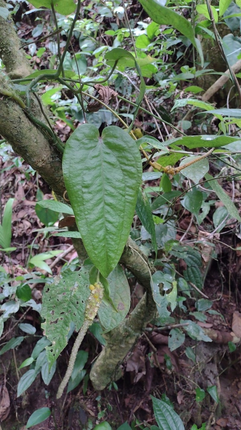 Anthurium flexile photo 7