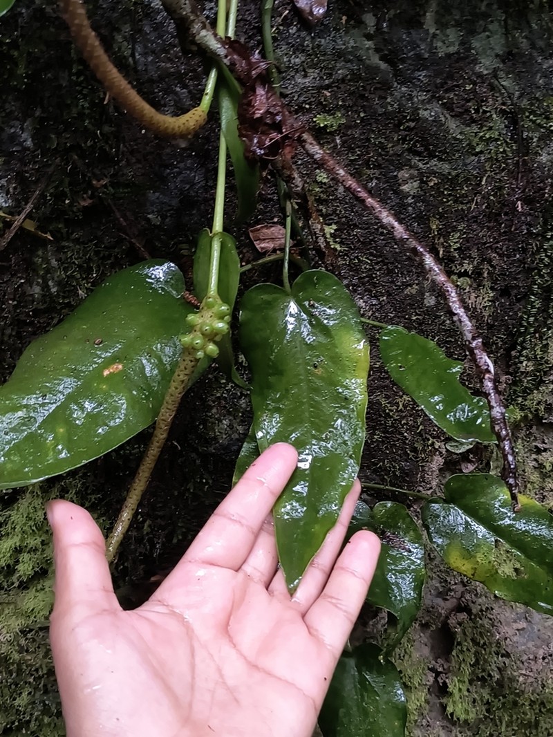 Anthurium flexile photo 8