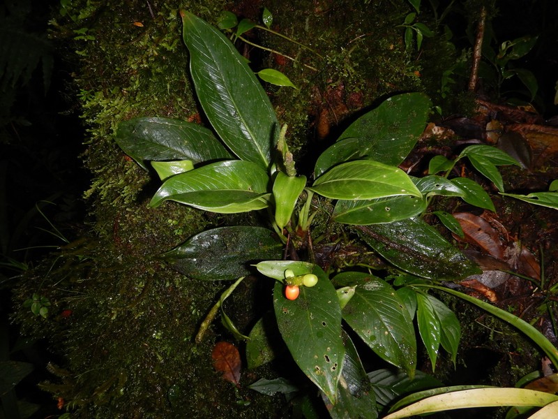 Anthurium fogdeniorum