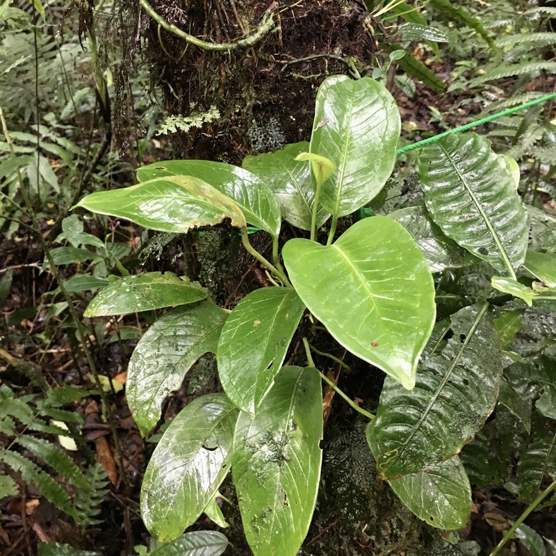 Anthurium fogdeniorum photo 3