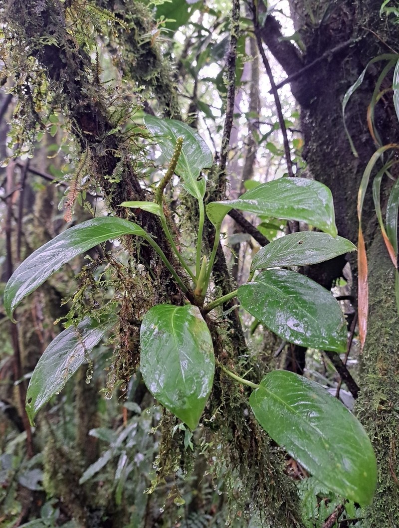 Anthurium fogdeniorum photo 4