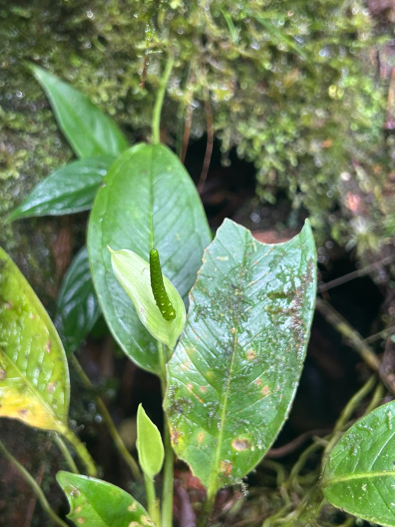 Anthurium fogdeniorum photo 5