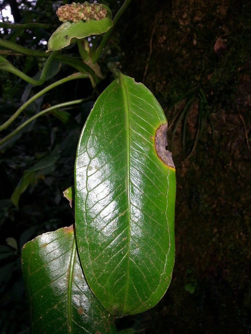 Anthurium fogdeniorum photo 6