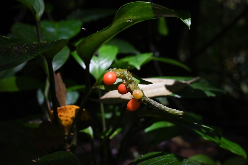 Anthurium fogdeniorum photo 7