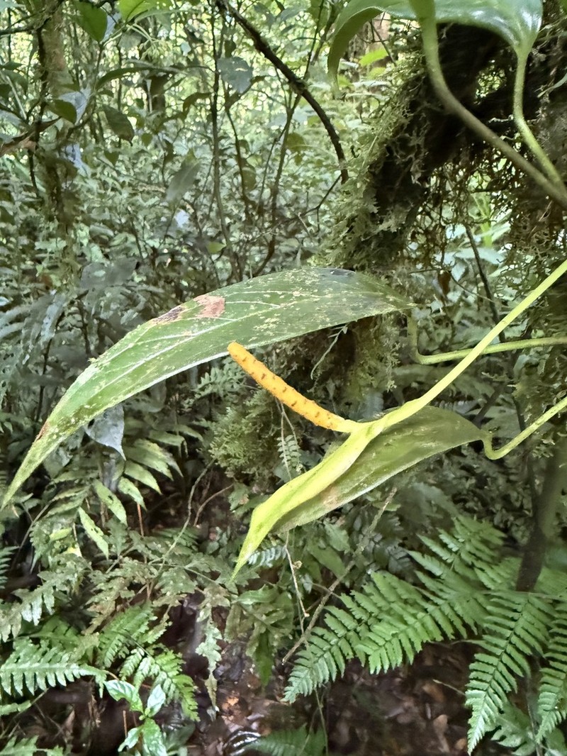 Anthurium fogdeniorum photo 8