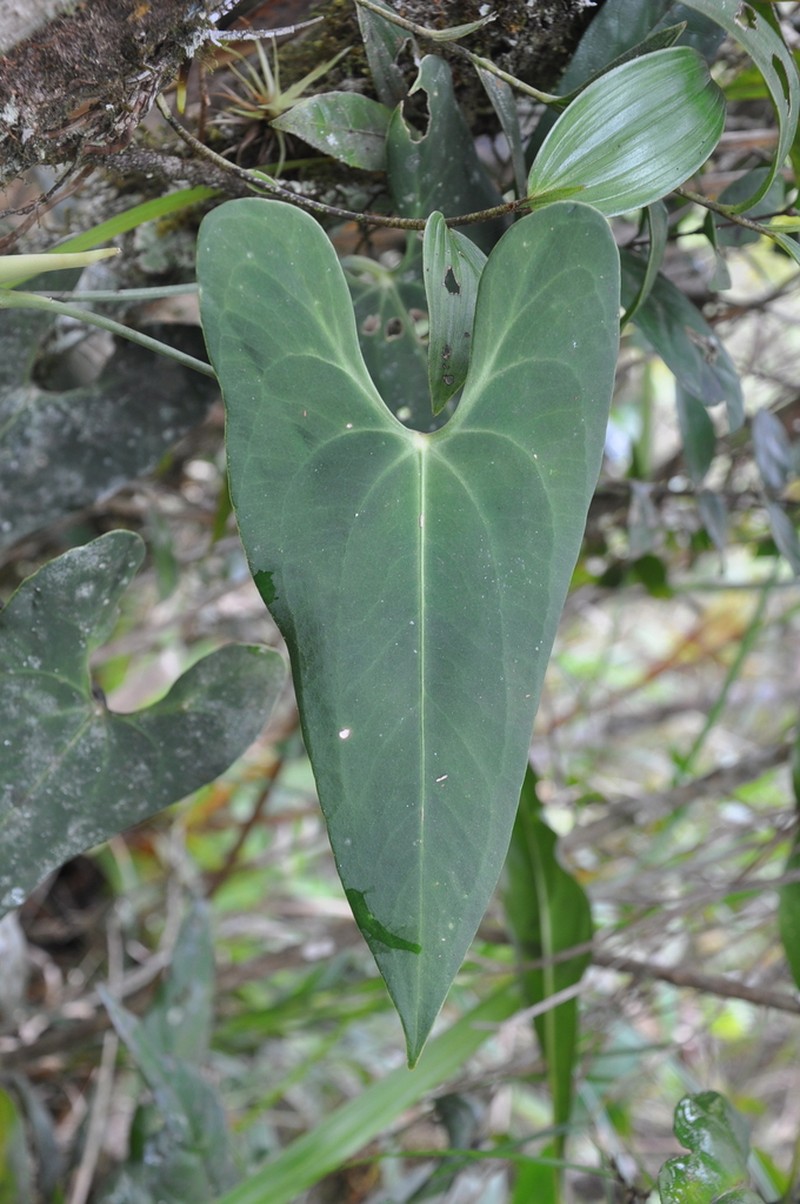 Anthurium folsomianum photo 2