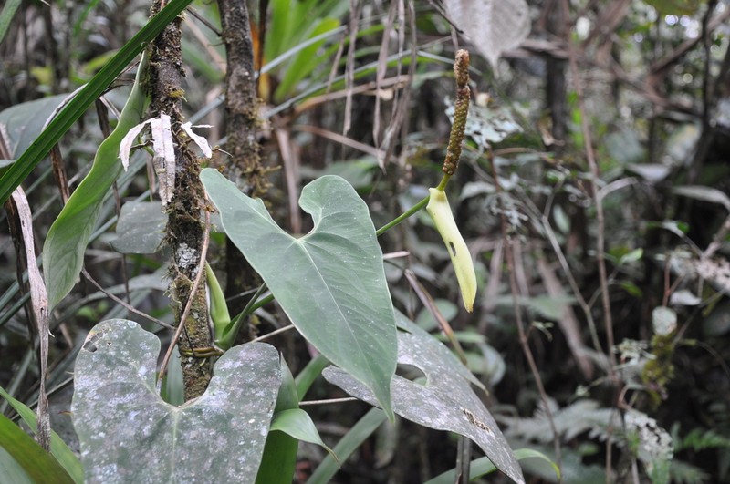 Anthurium folsomianum photo 4