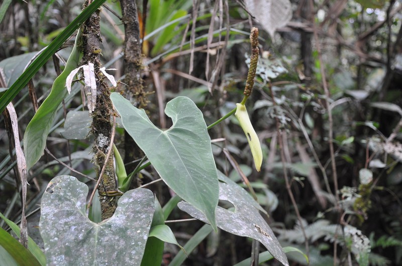 Anthurium folsomianum photo 6