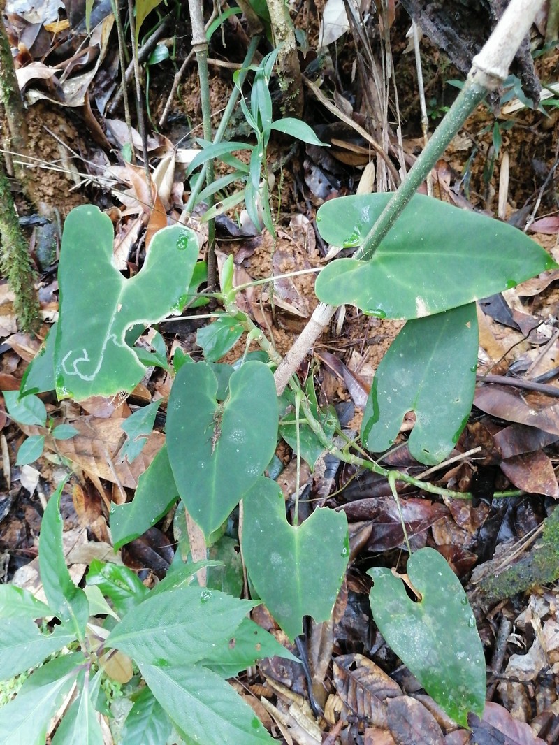 Anthurium folsomianum photo 7
