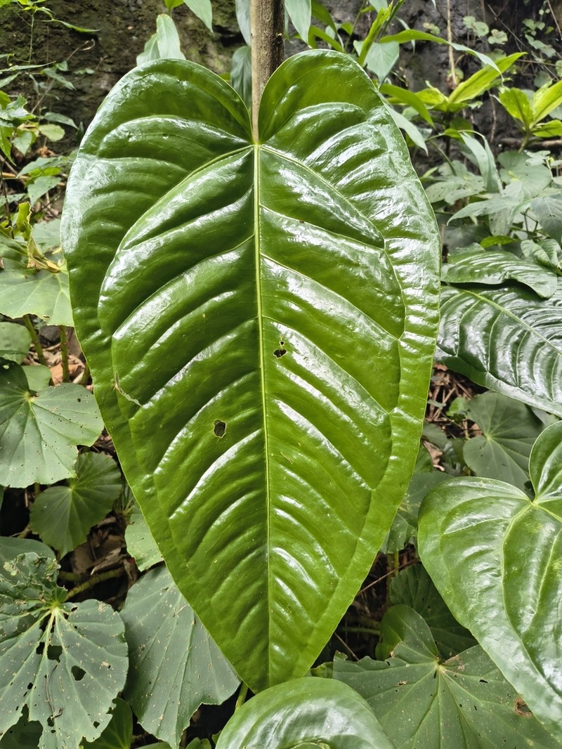Anthurium fontellanum