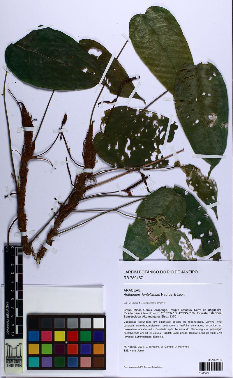 Anthurium fontellanum photo 2
