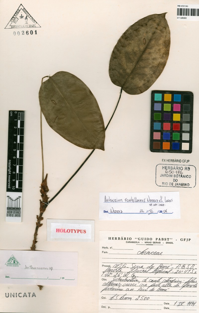 Anthurium fontellanum photo 4