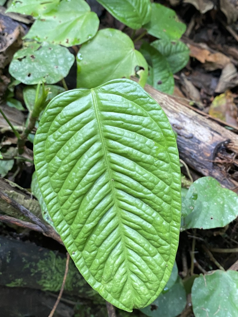 Anthurium fontellanum photo 6