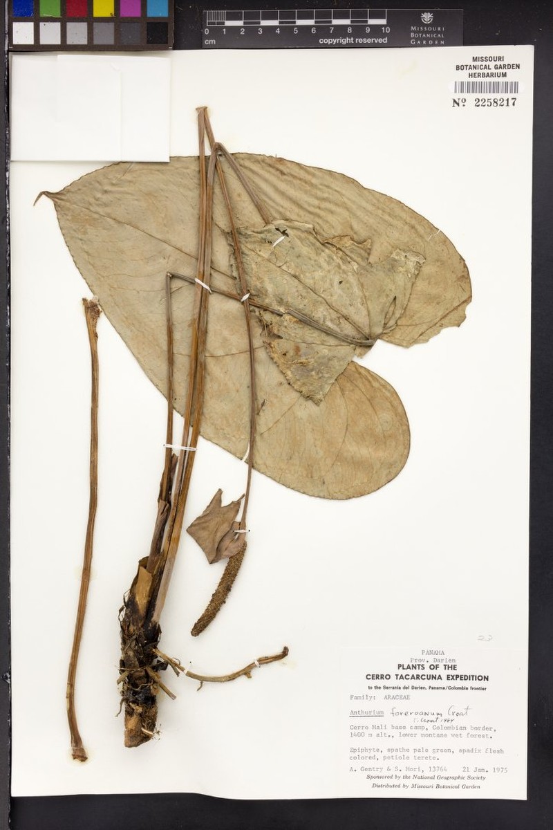 Anthurium foreroanum photo 2