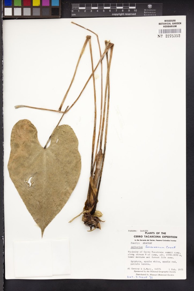 Anthurium foreroanum photo 3