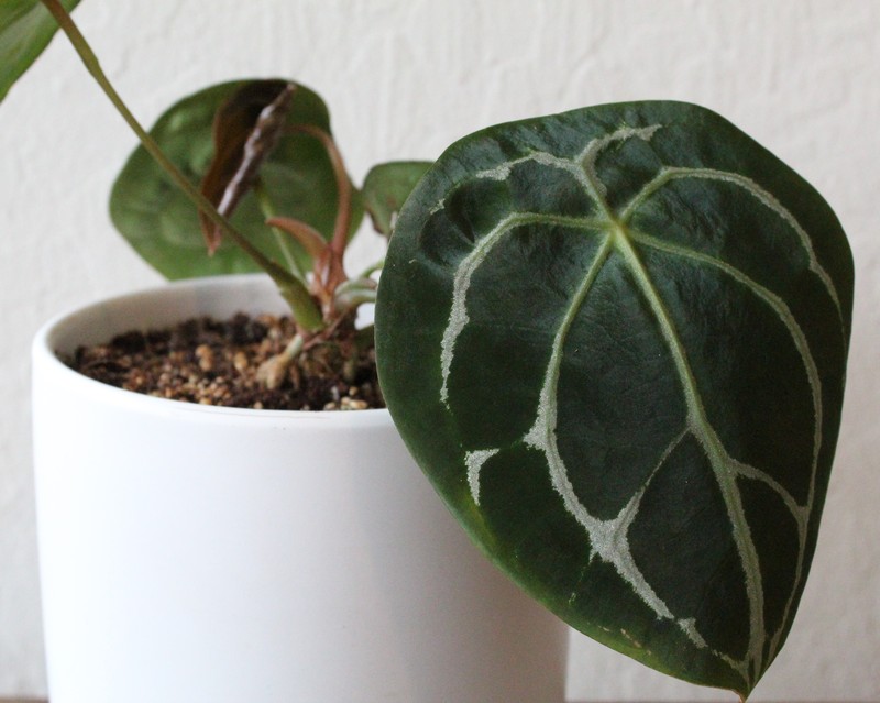 Anthurium forgetii