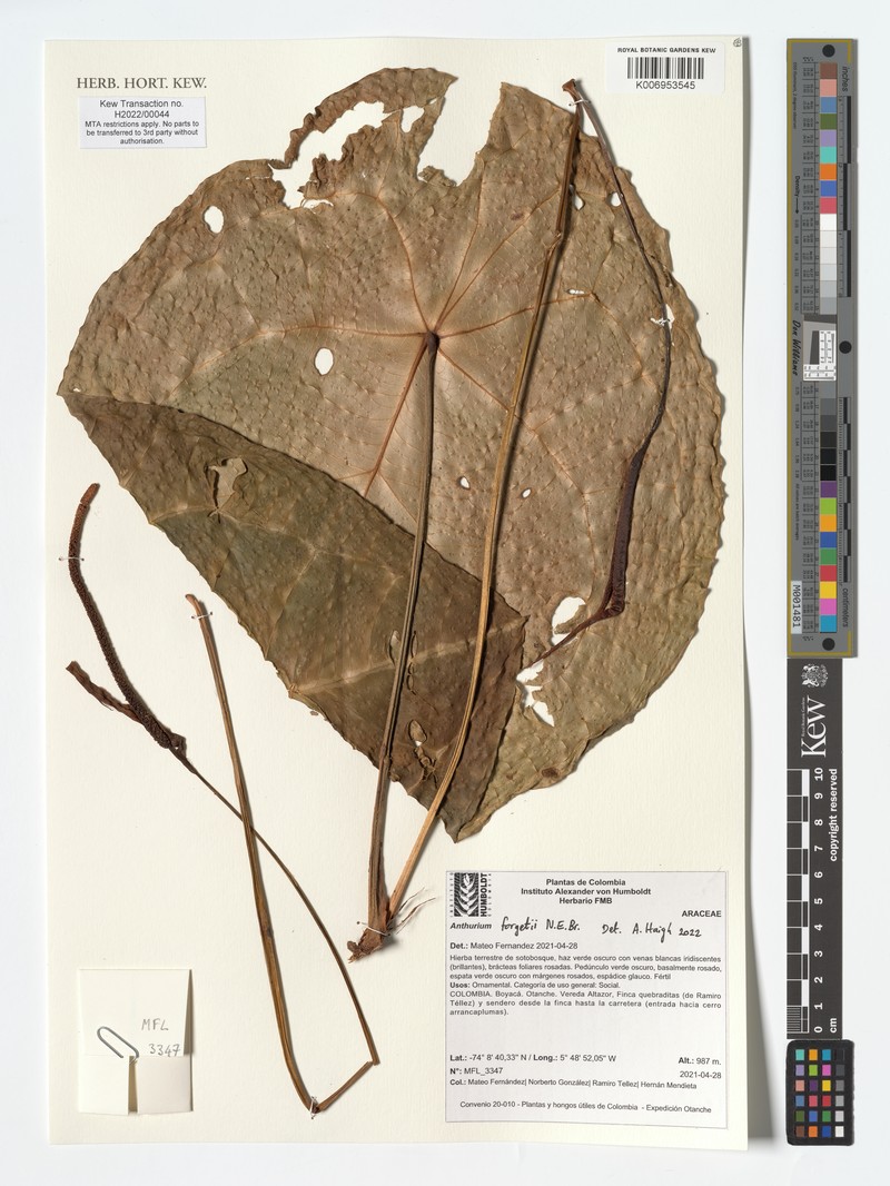 Anthurium forgetii photo 4