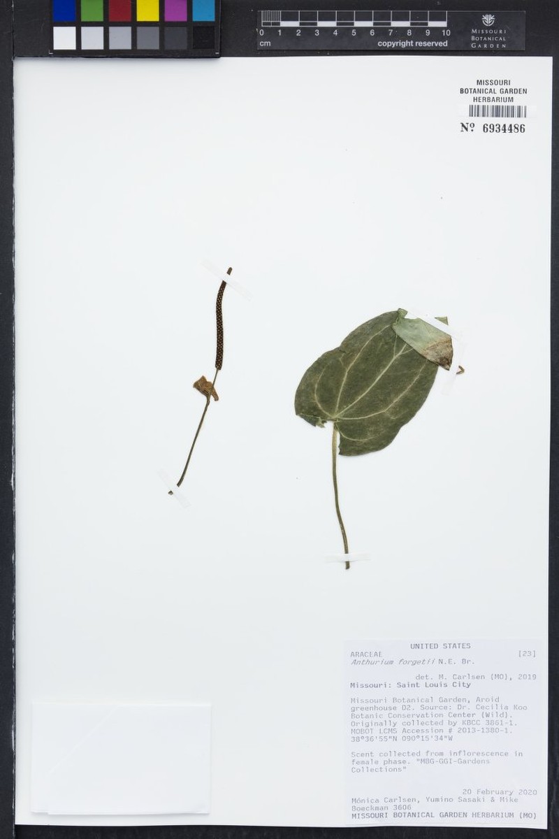 Anthurium forgetii photo 5