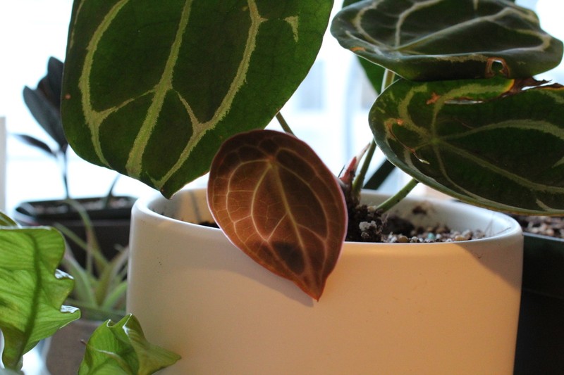 Anthurium forgetii photo 6