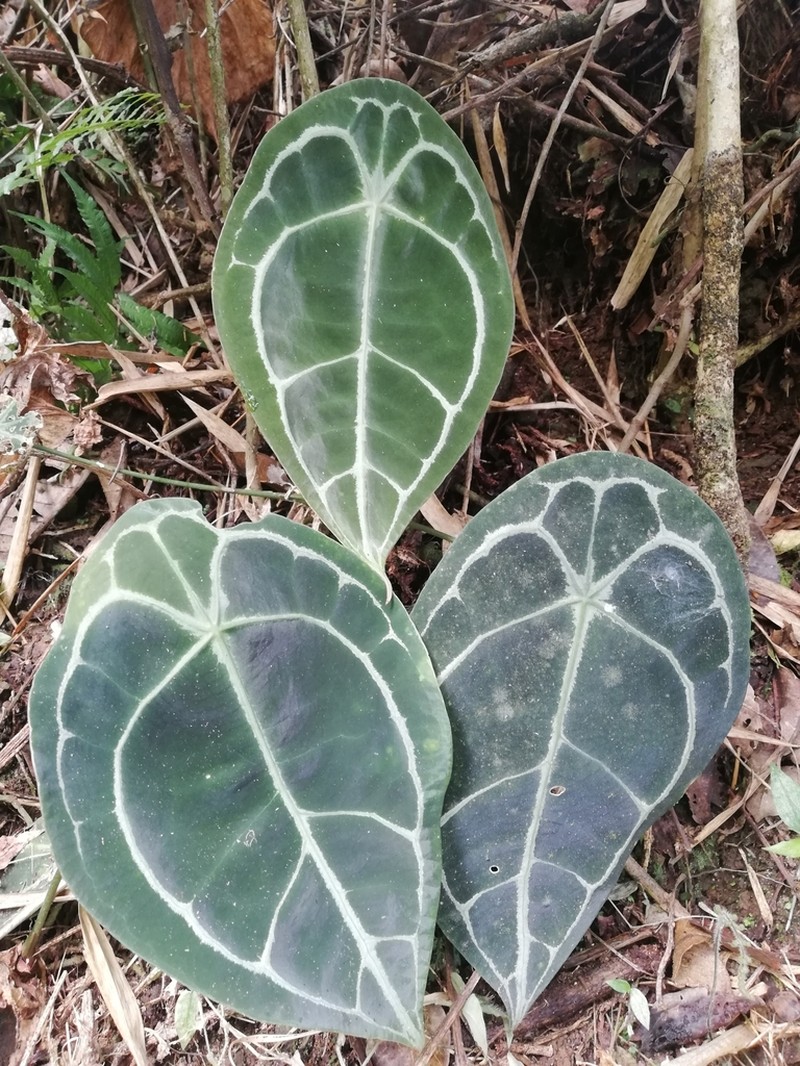 Anthurium forgetii photo 2