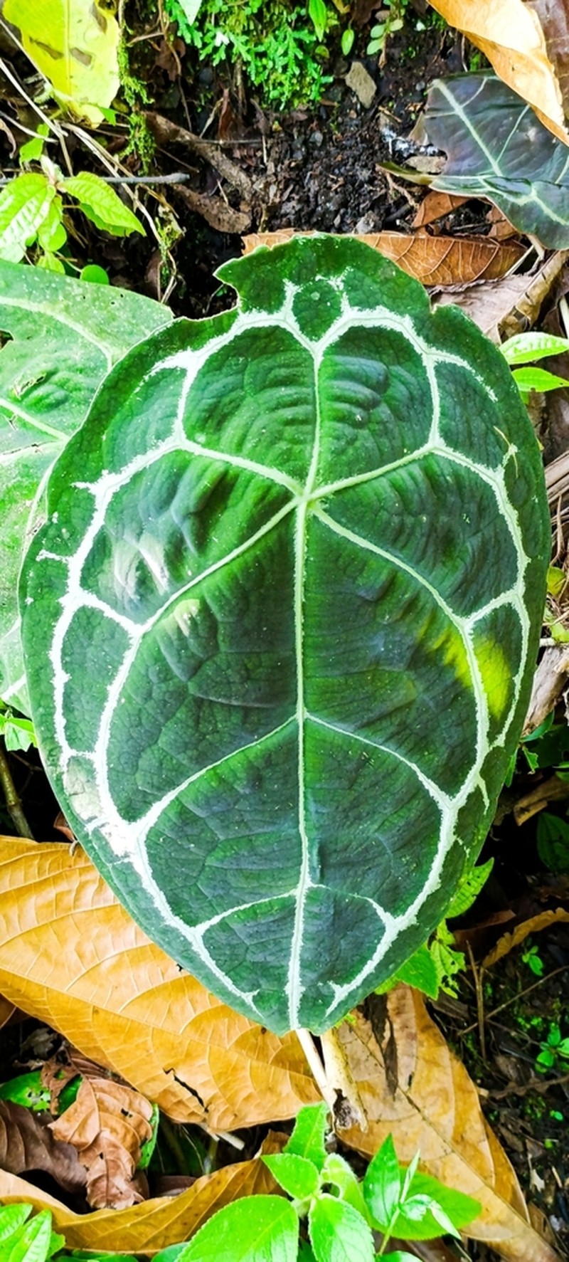 Anthurium forgetii photo 3