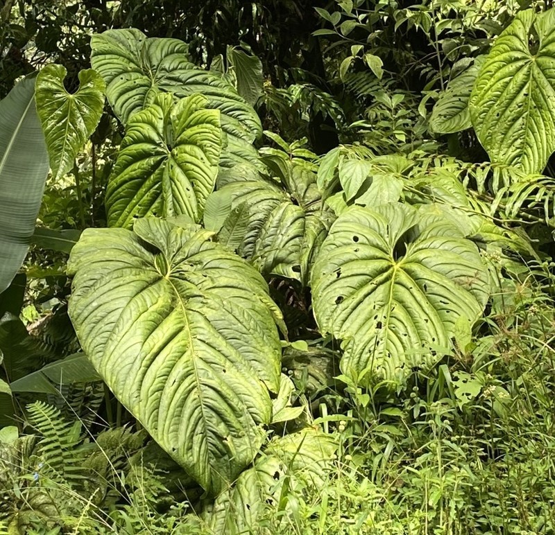 Anthurium formosum photo 2