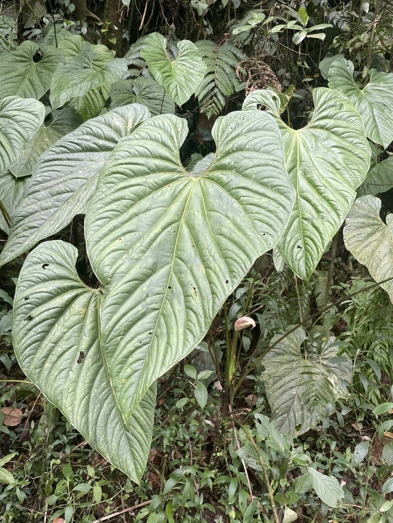 Anthurium formosum photo 3