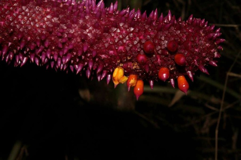 Anthurium formosum photo 4