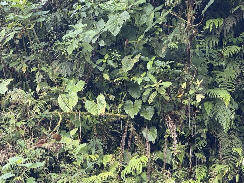Anthurium formosum photo 5