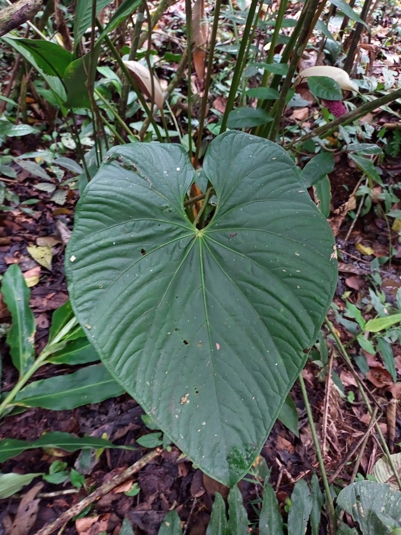 Anthurium formosum photo 6