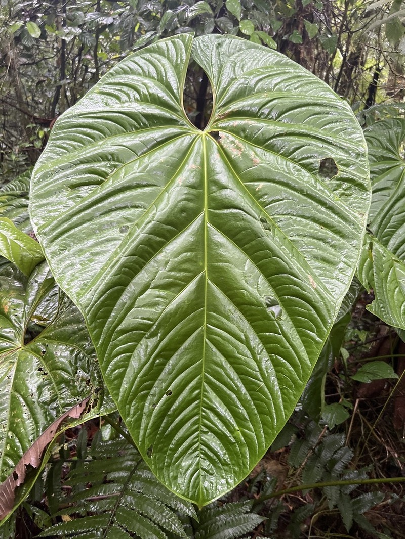 Anthurium formosum photo 7