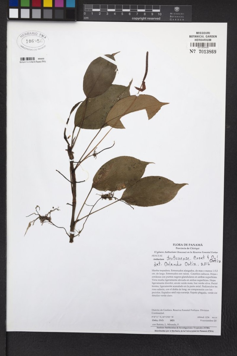 Anthurium fortunense