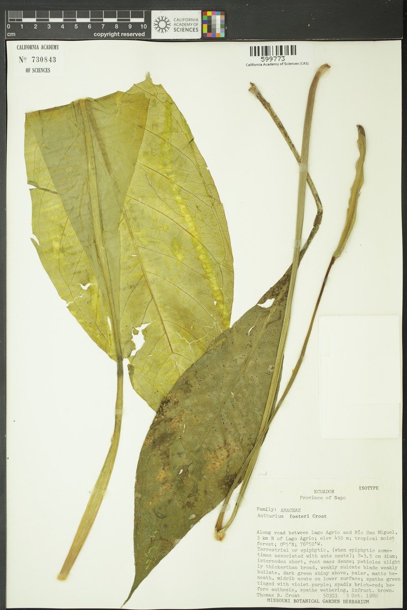 Anthurium fosteri