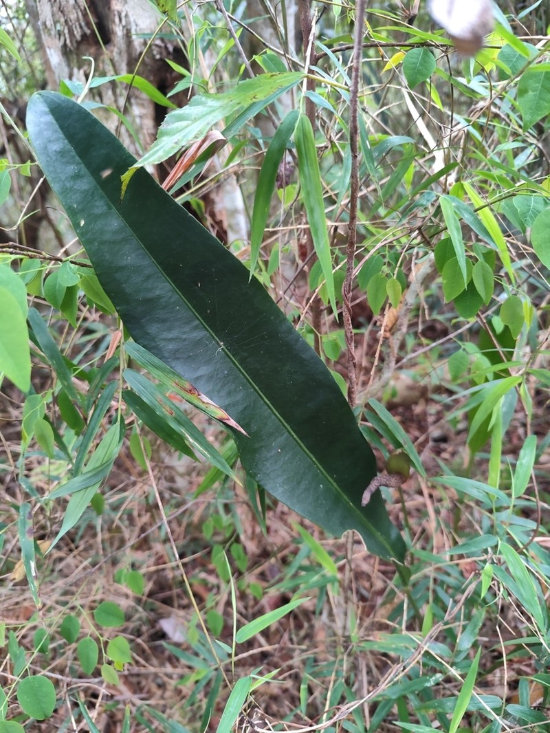 Anthurium fragae