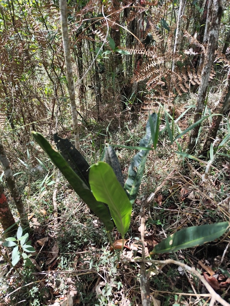 Anthurium fragae photo 2