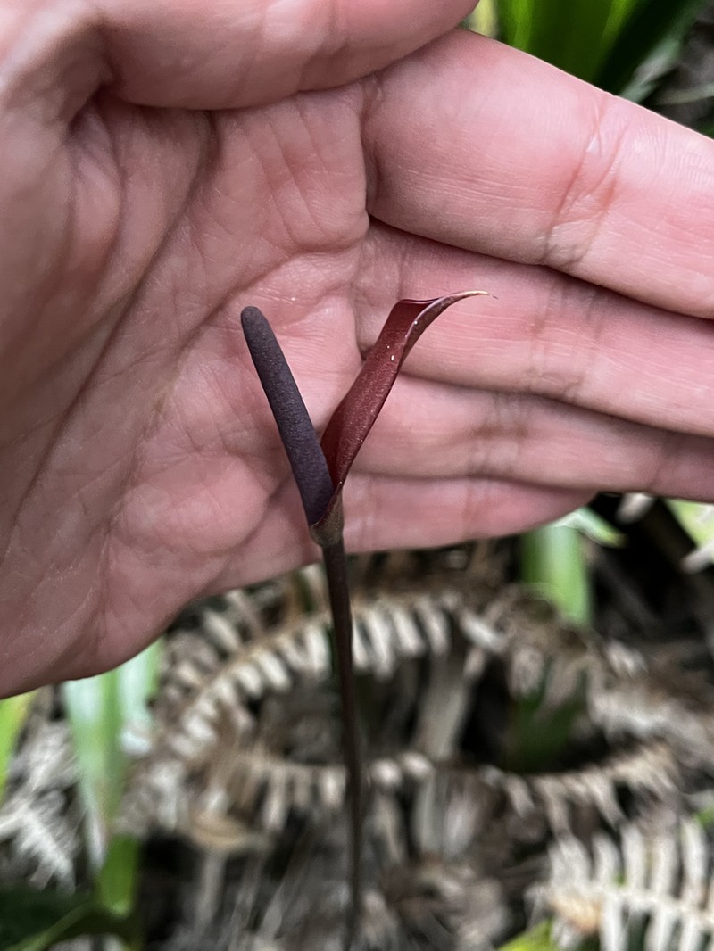 Anthurium fragae photo 3